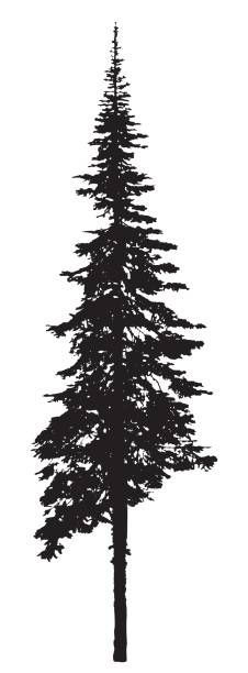 silhouette tree pine fir stencils vectorified single ilustraciones troncos