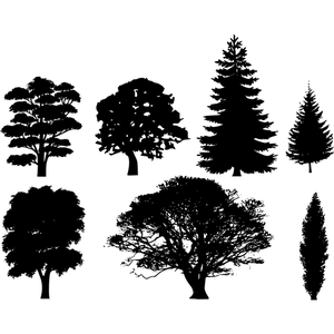 pine silhouette tree vectorified