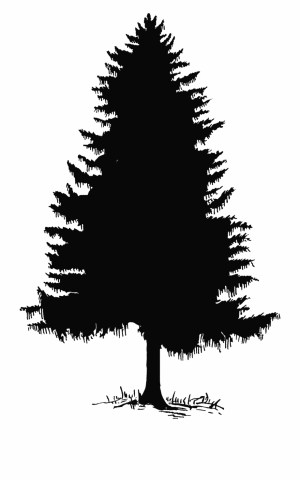 tree pine silhouette redwood state washington fir vectorified transparent pngio