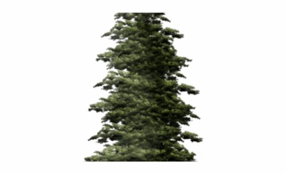 tree spruce clipart tall transparent library clip pine skinny vectorified arts
