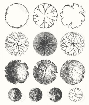tree plan trees architecture bush graphic vectorified transparent pngio