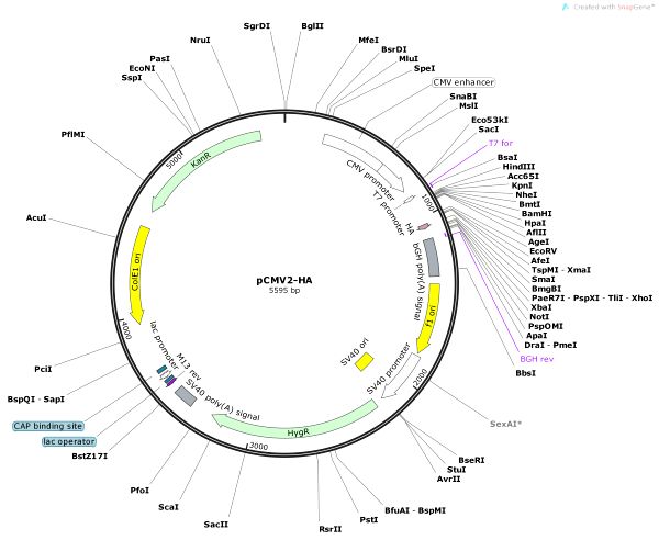 Vector Backbone Pcmv6 Xl6 - Ultra HD Abstract Design - 4K