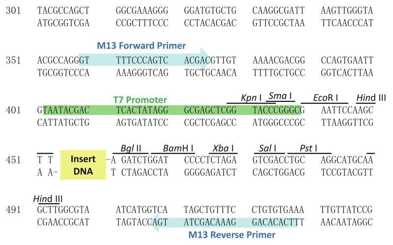 Vector Sequence At Vectorified Com Collection Of Vector Sequence Free - Best Sunset Designs in Retina
