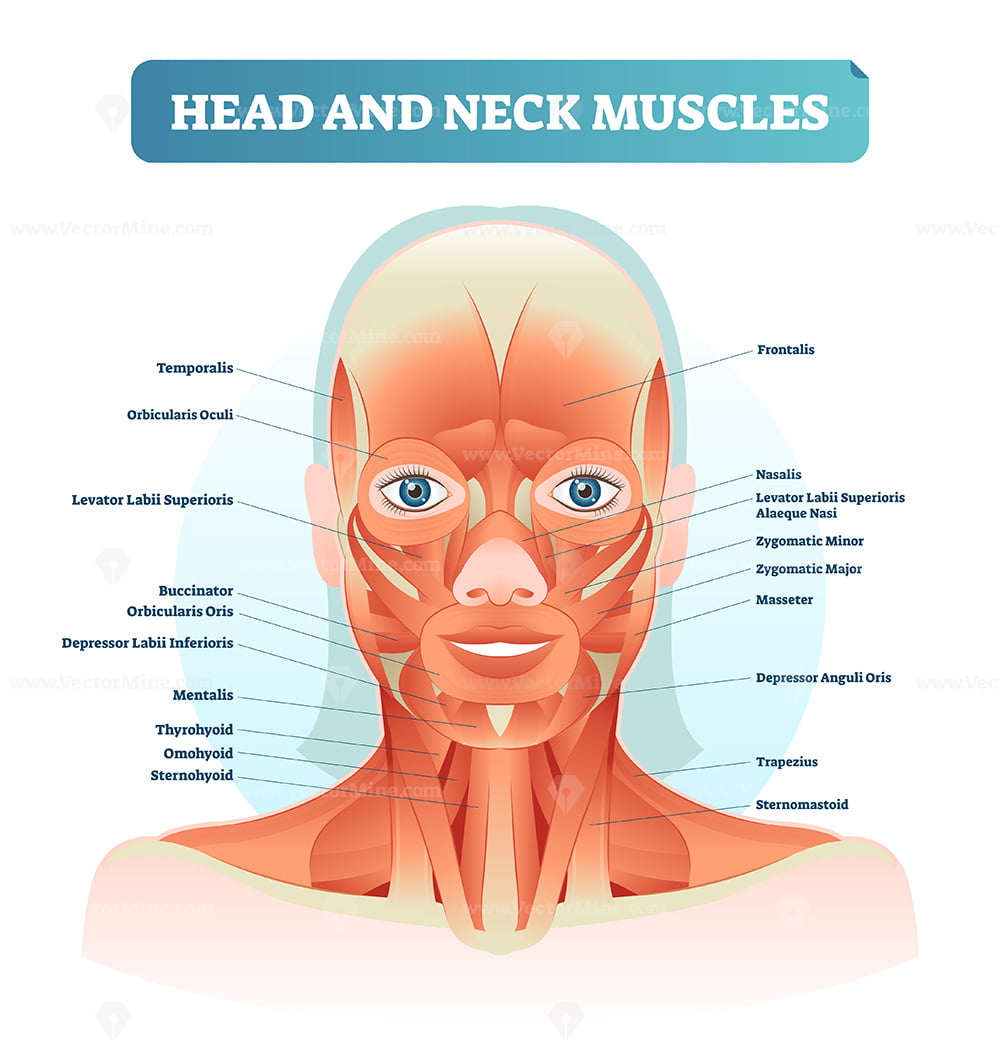 The majority of the face is composed of the buccinator muscle, . Head And Neck Muscles Labeled Anatomical Diagram Facial Vector Illustration With Female Face Health Care Educational Information Poster Vectormine
