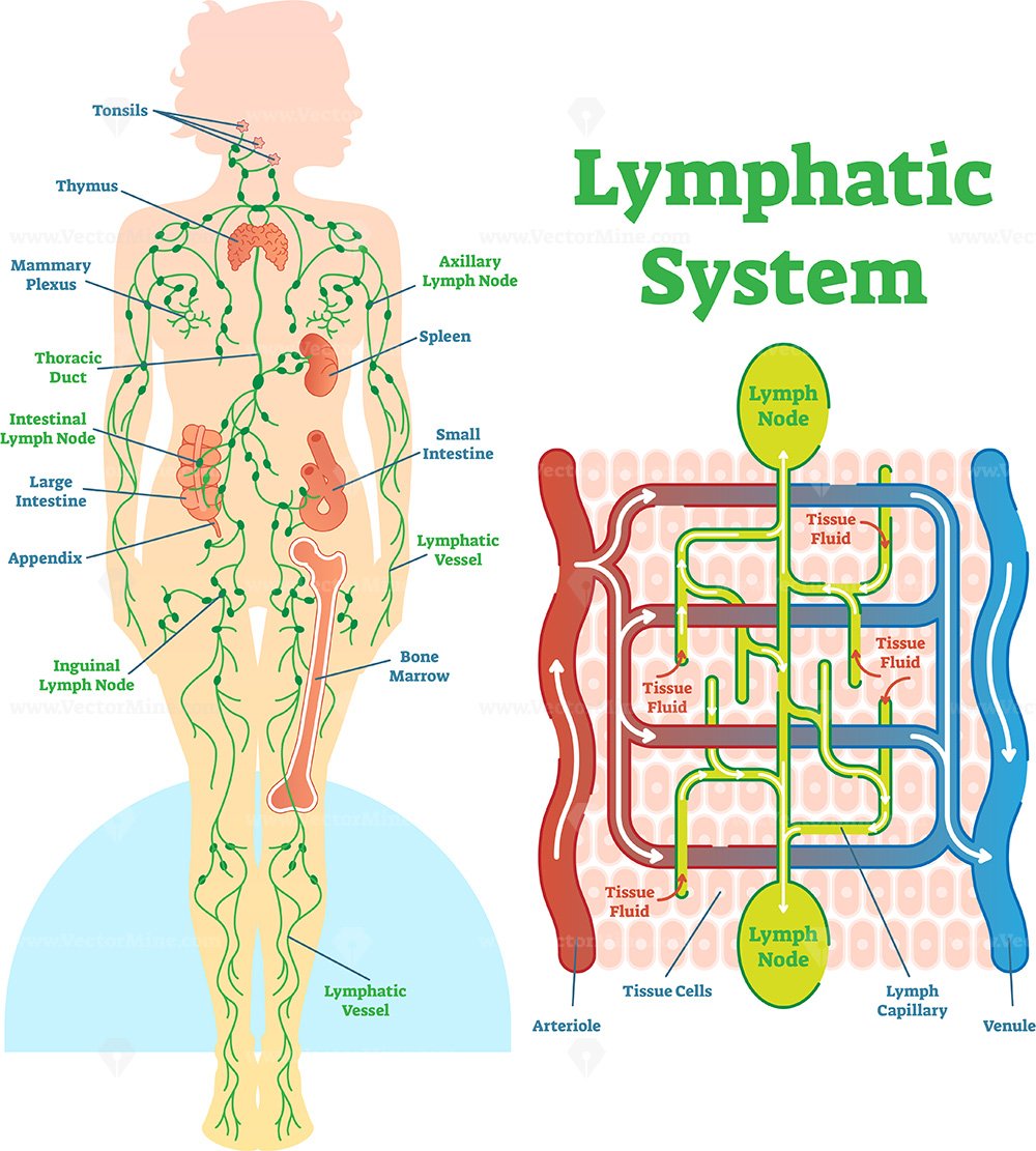 Lymphatic system anatomical vector illustration diagram
