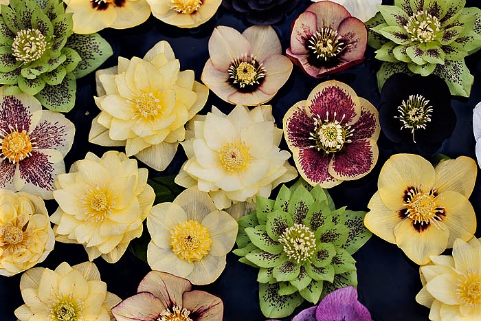 Hellebores...