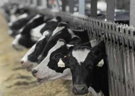 The five essential factors for a perfectly balanced meal. Factory Farming - Vegan Bits