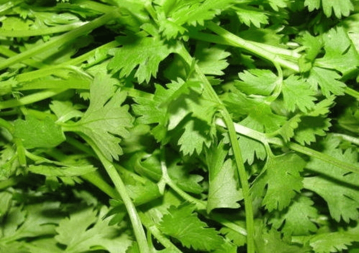 Celery