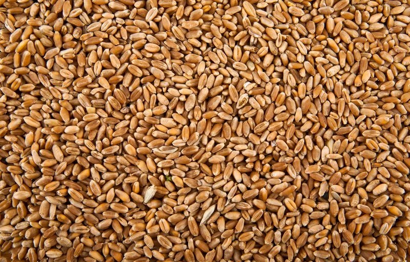Wheat