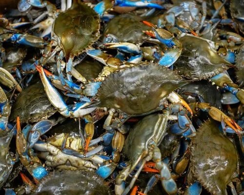 Atlantic blue crabs (Callinectes sapidus) at a market. Close-up of freshly-caught Atlantic blue crabs for sale at a market. These crustaceans are native to the Atlantic Ocean. Photographed in Maryland, USA.