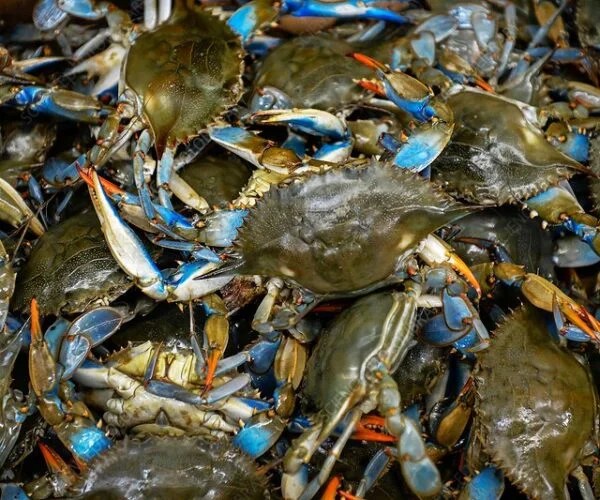 Atlantic blue crabs (Callinectes sapidus) at a market. Close-up of freshly-caught Atlantic blue crabs for sale at a market. These crustaceans are native to the Atlantic Ocean. Photographed in Maryland, USA.