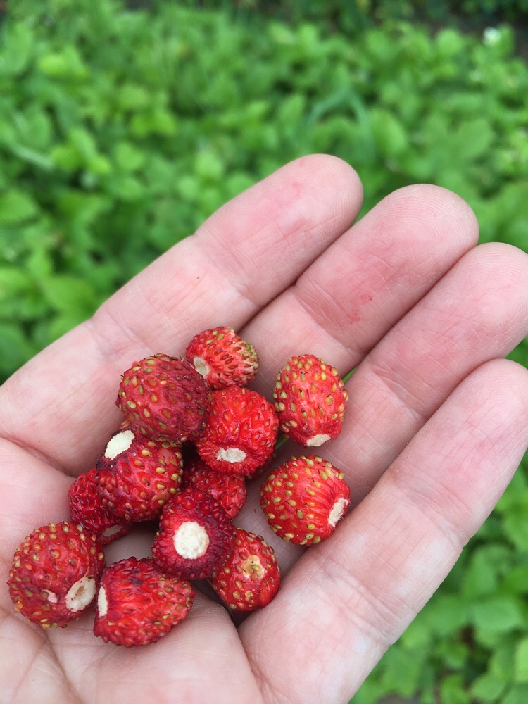 Wild Strawberries everywhere have to remove them.. • Vegocracy