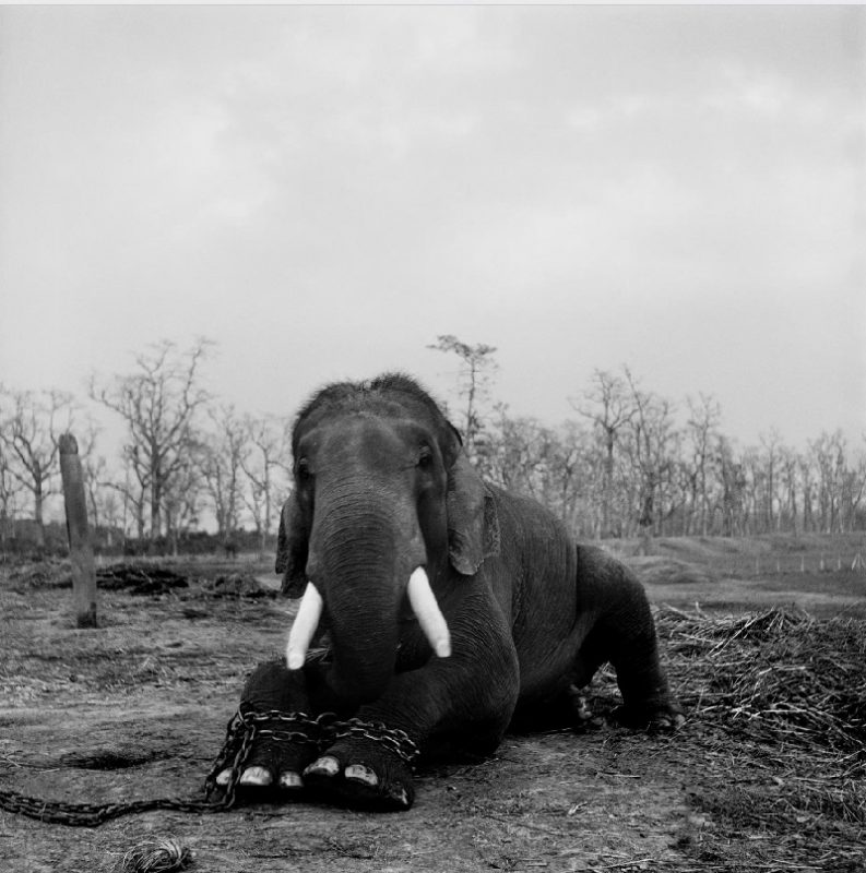 elefante