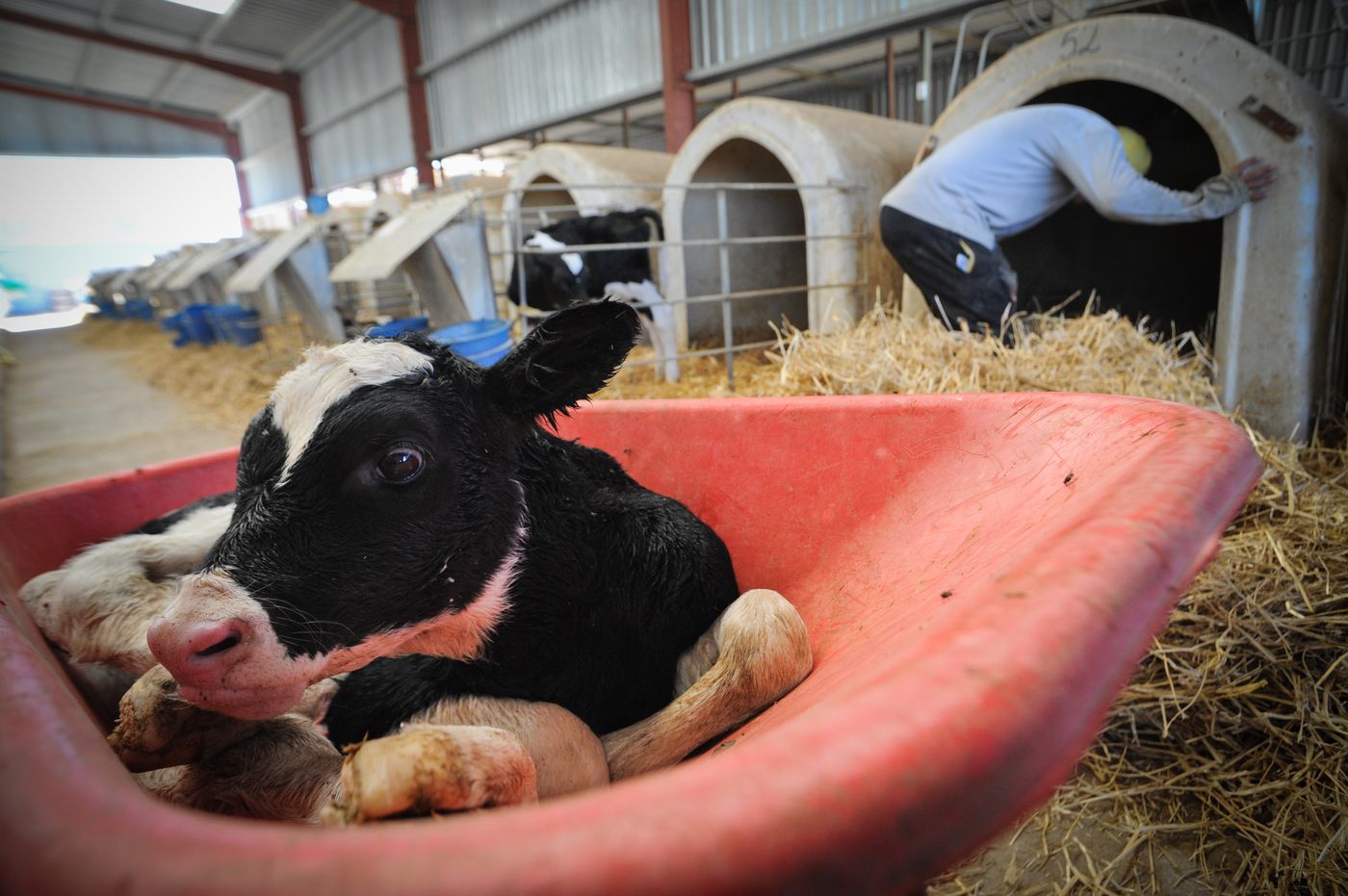 A veal crate is readied for a newborn calf. Within a half hour of birth, calves are removed from their mothers so that the mother's milk can be used for human consumption. Calves are kept in veal crates, to be raised and eaten as veal, or to be put back into the milking system at the farm.