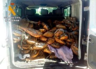 La Guardia Civil interviene 99 jamones y 9 lomos no apto para el consumo
