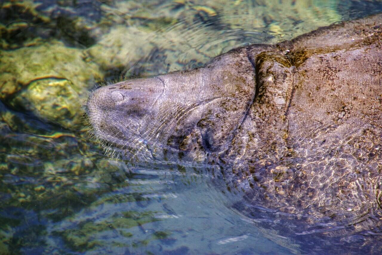 Swimming With Manatees In Crystal River Florida! | Venture Wild
