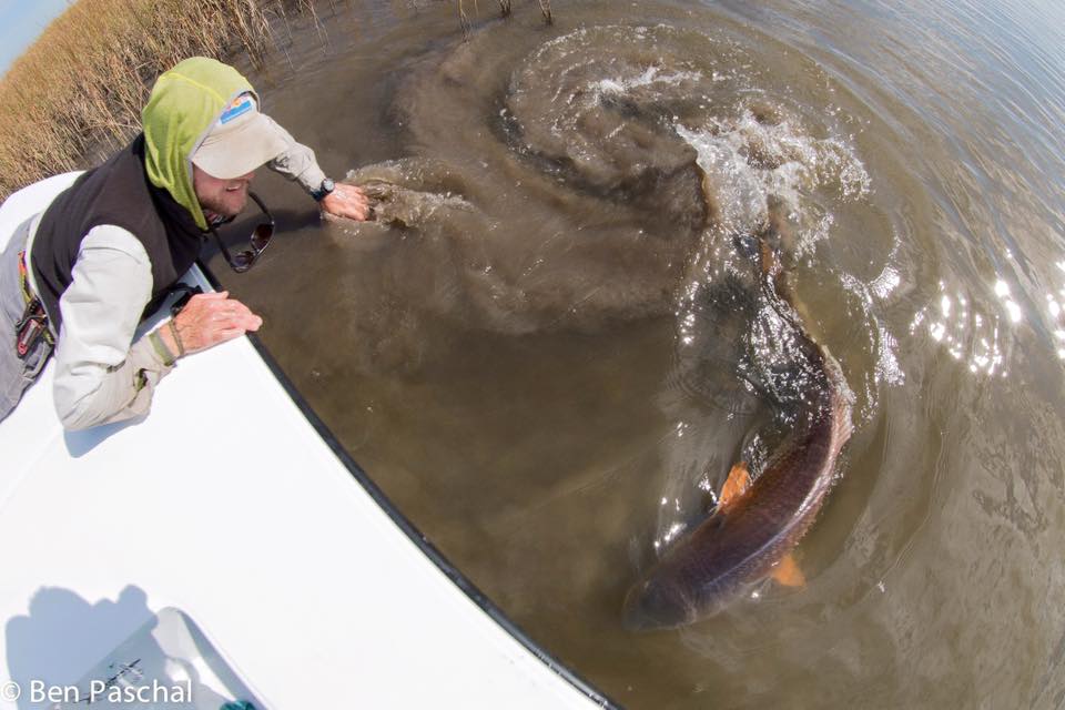 Fly Fishing Photo: Louisiana Redfish Release – The Venturing Angler
