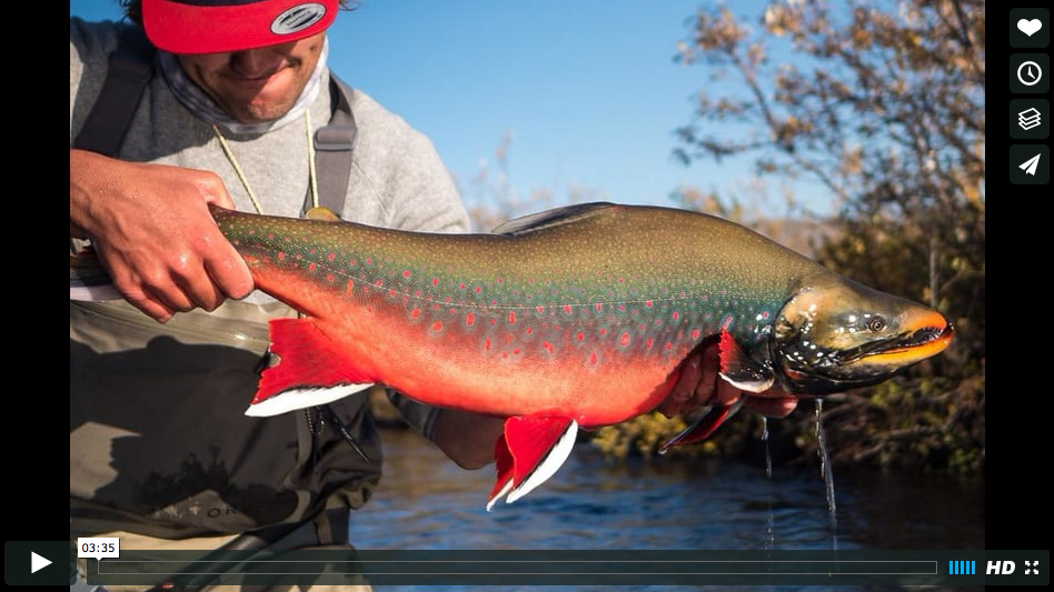 Video Fly Fishing for Dolly Varden in “Blue Halo Unicorns” The