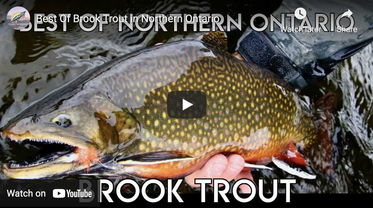Video Fly Fishing for Brook Trout in Northern Ontario The Venturing
