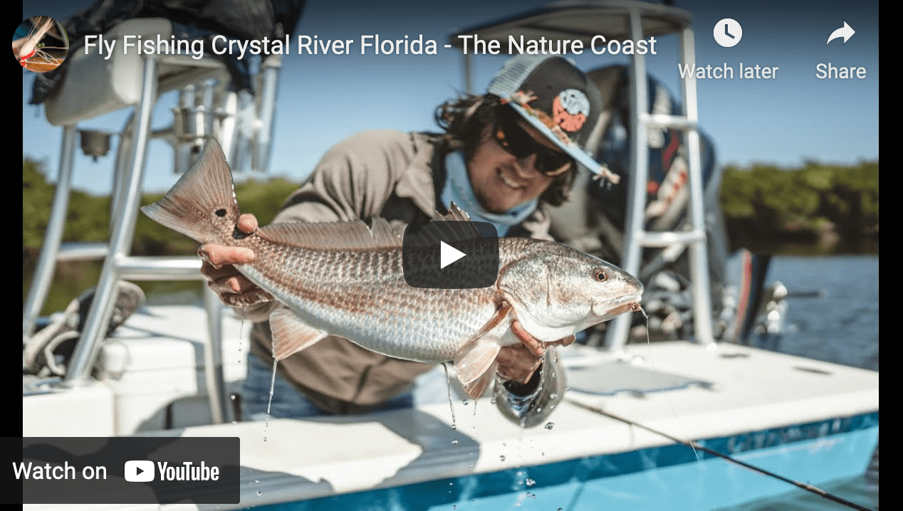 Video Fly Fishing Crystal River Florida The Venturing Angler