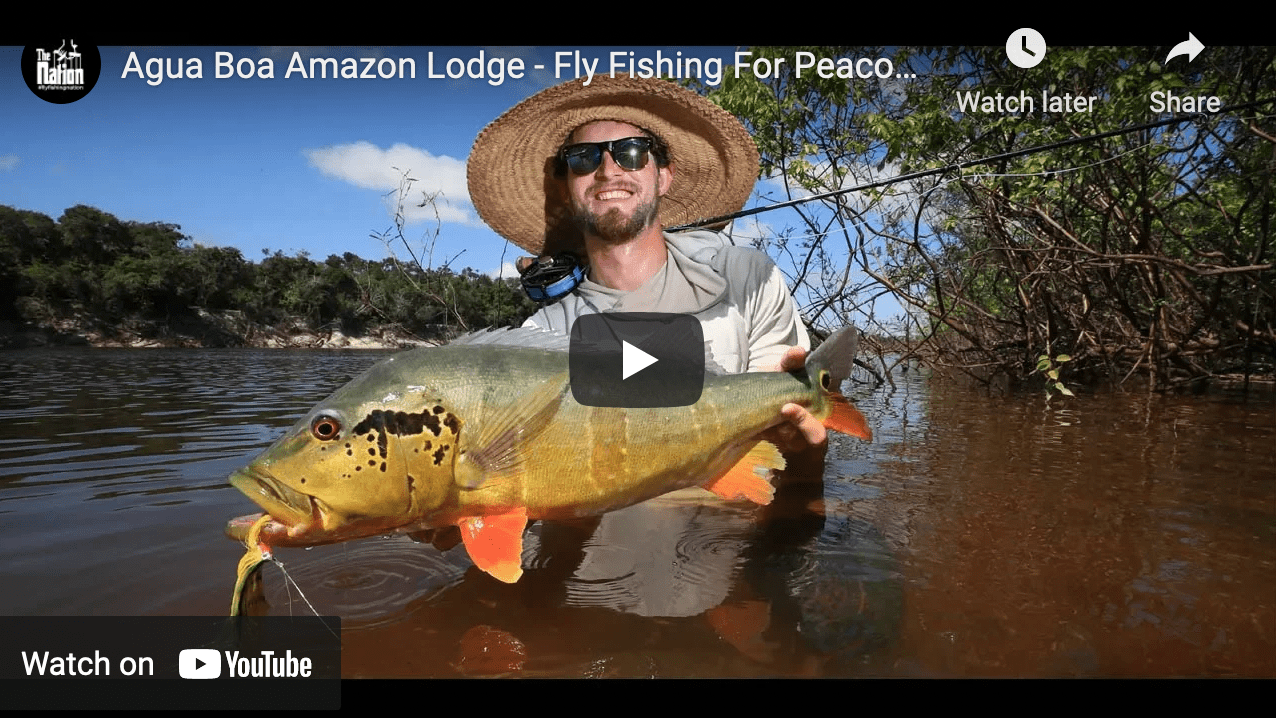 Video Fly Fishing For Peacock Bass in Brazil The Venturing Angler