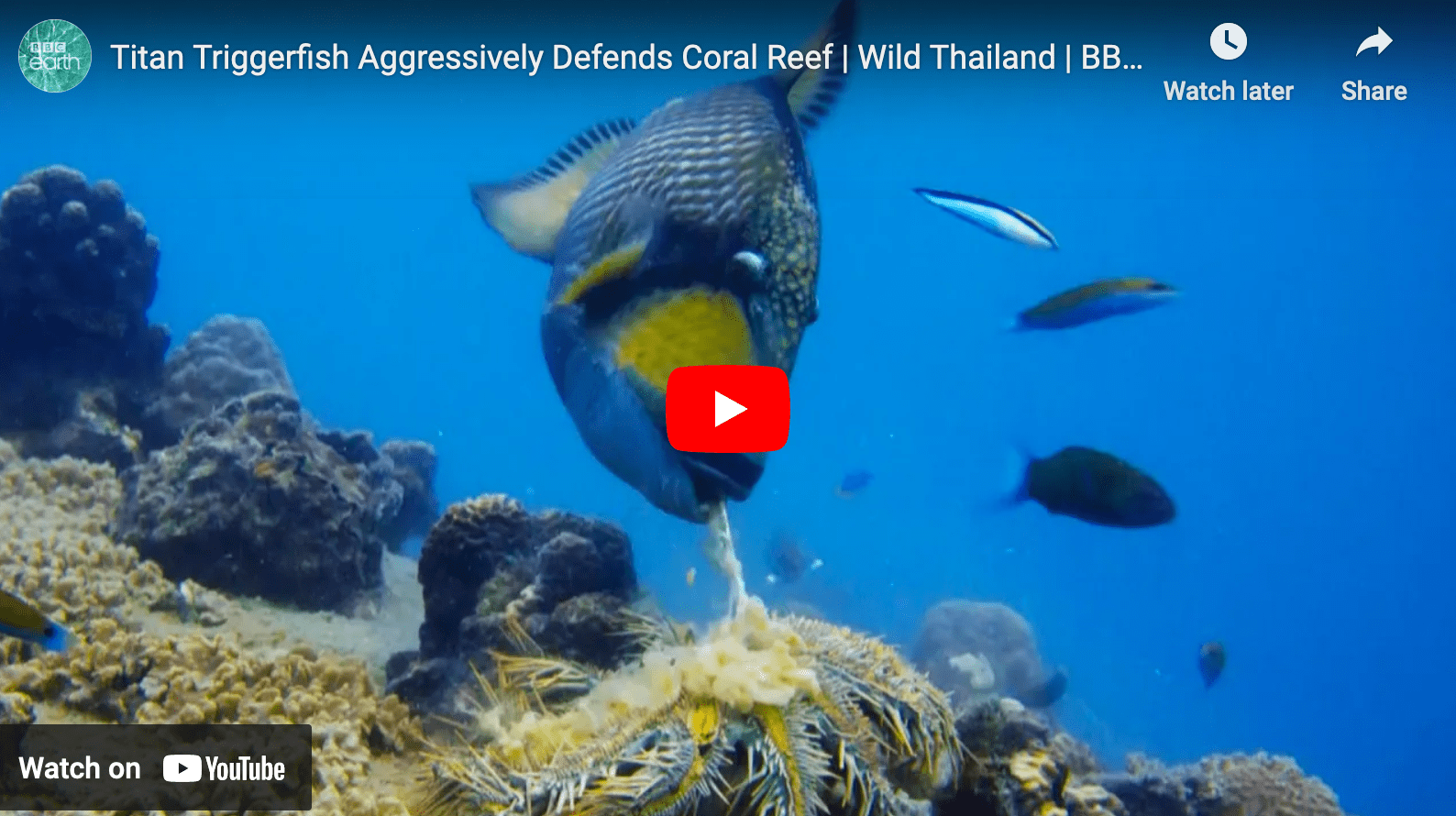 Video Triggerfish on the Reef The Venturing Angler
