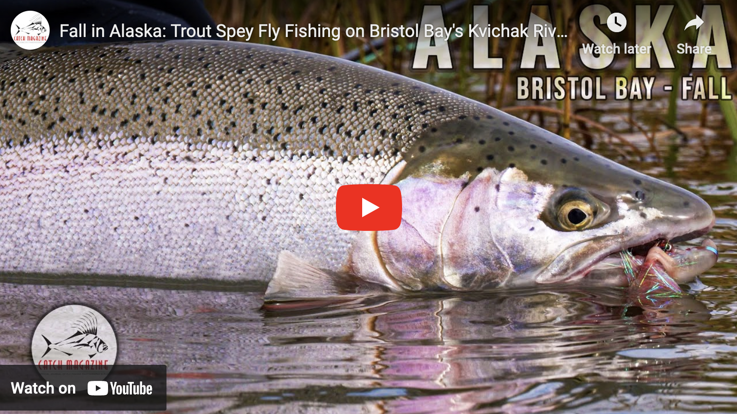 video cover image of a trout in the water