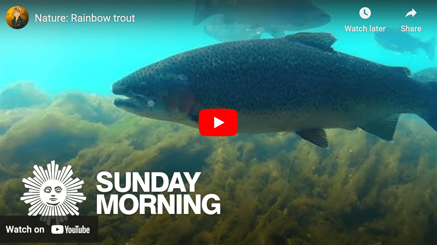 video cover image of a rainbow trout