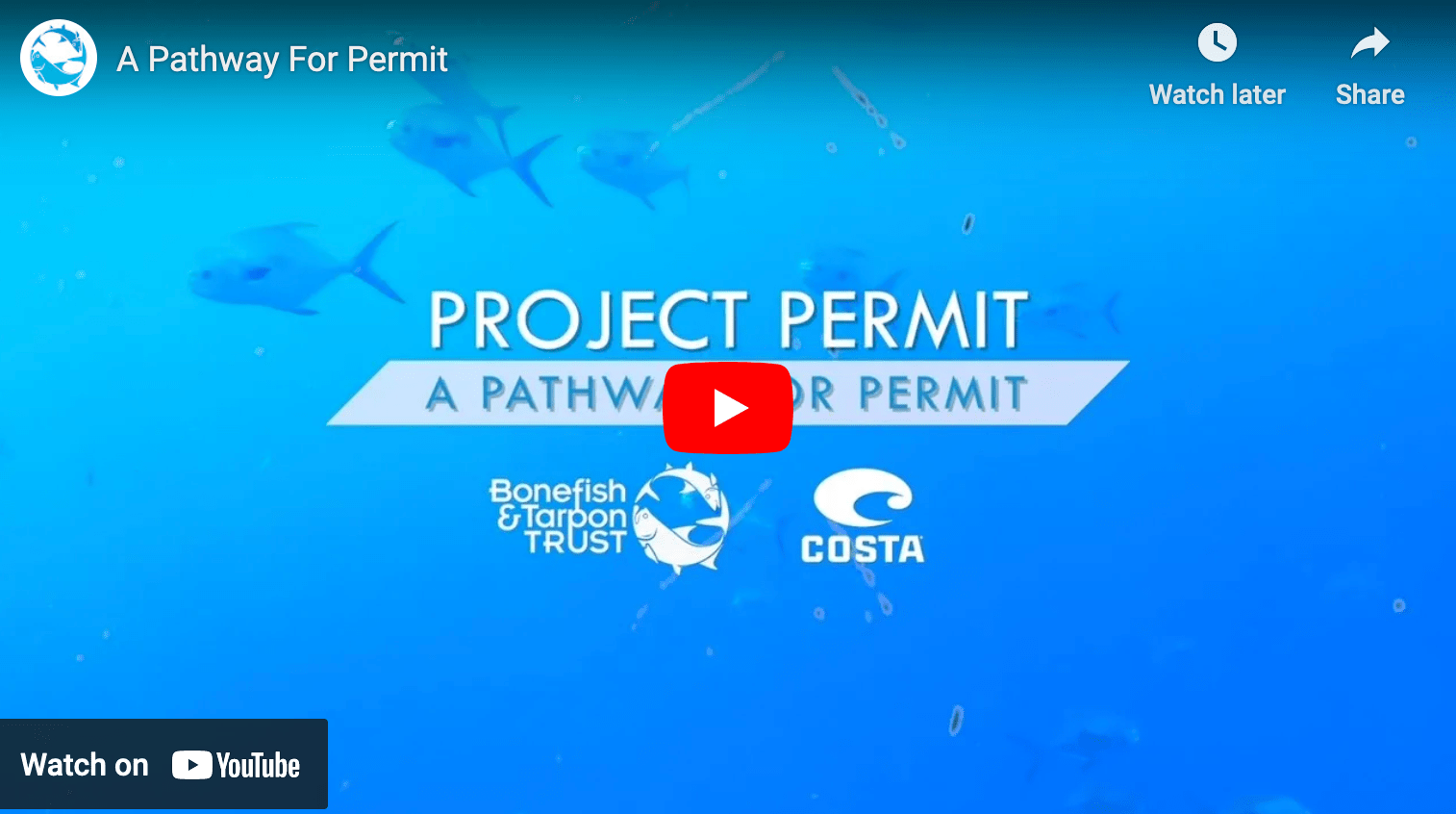 video cover image showing permit under water