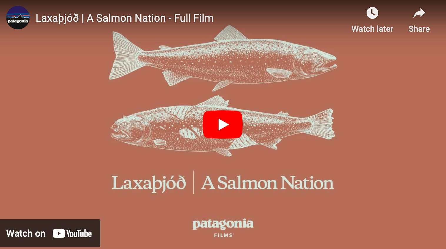 video cover image showing drawings of salmon