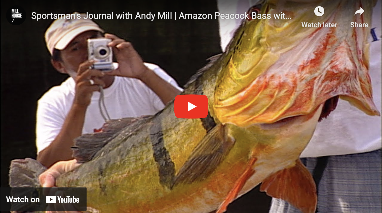 video cover image of a man photographing a peacock bass