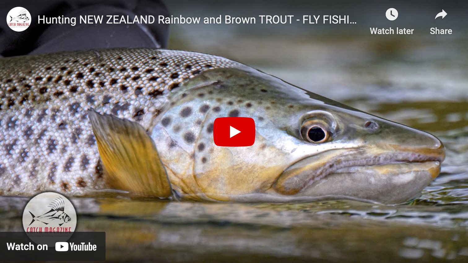 video cover image of a closeup of a brown trout in water