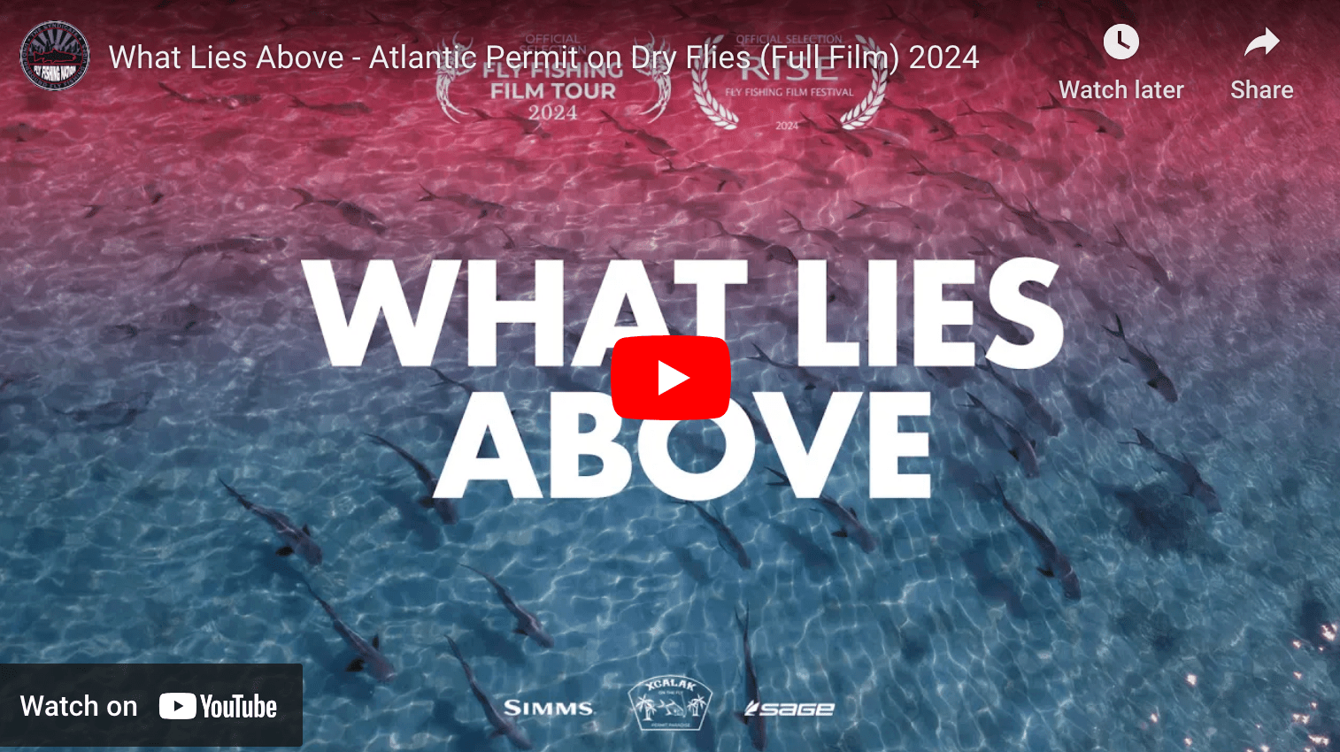 video cover image showing an aerial shot of permit swimming