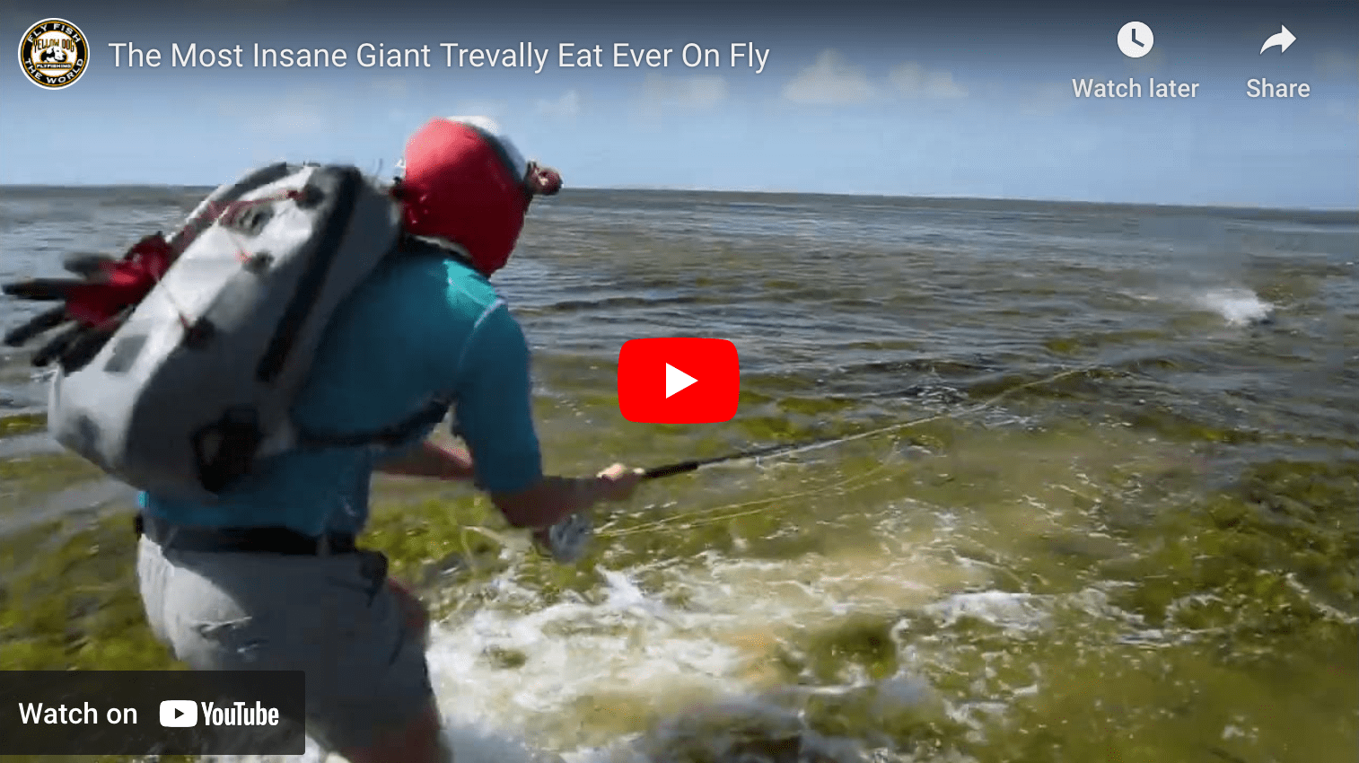 video cover image of a fish eating a fly while an angler watches