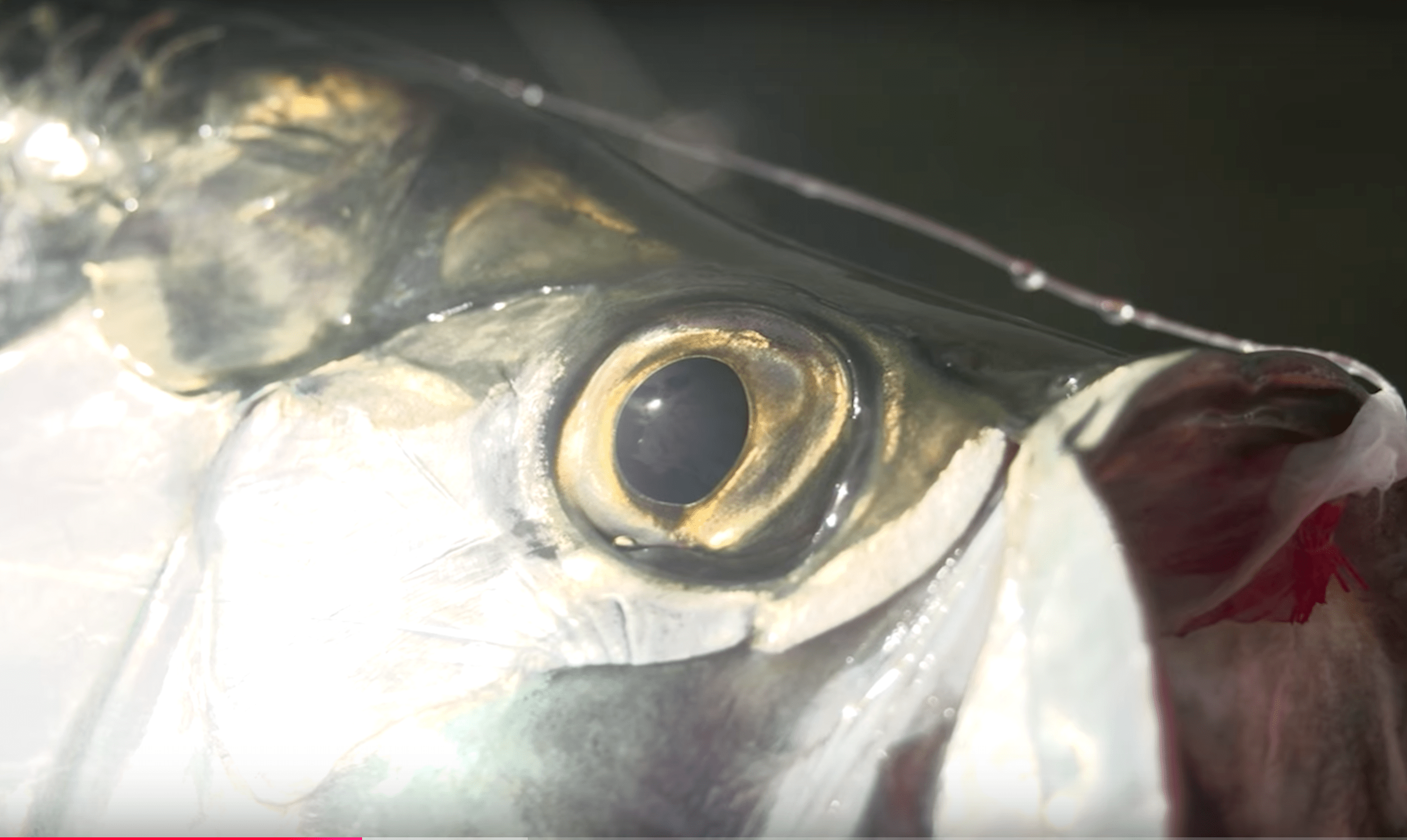 image of a tarpon eye