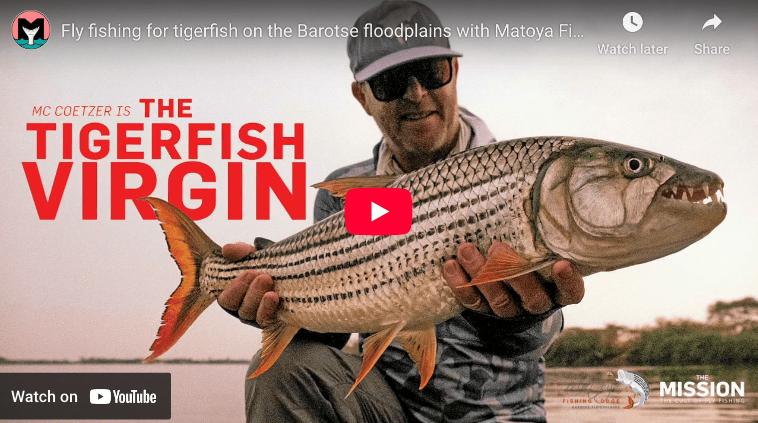 video cover image of an angler holding a tigerfish