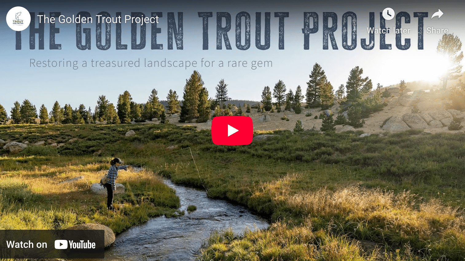 video cover image of a stream