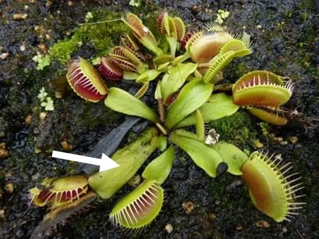 Propagating A Venus Flytrap Via The Leaf Cutting Method Venusflytrap Com - Elegant Ultra HD Sunset Textures | Free Download