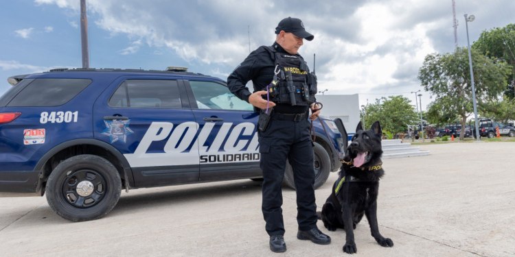 Con binomios caninos refuerzan la seguridad en Playa del Carmen 1 Con binomios caninos refuerzan la seguridad en Playa del Carmen
