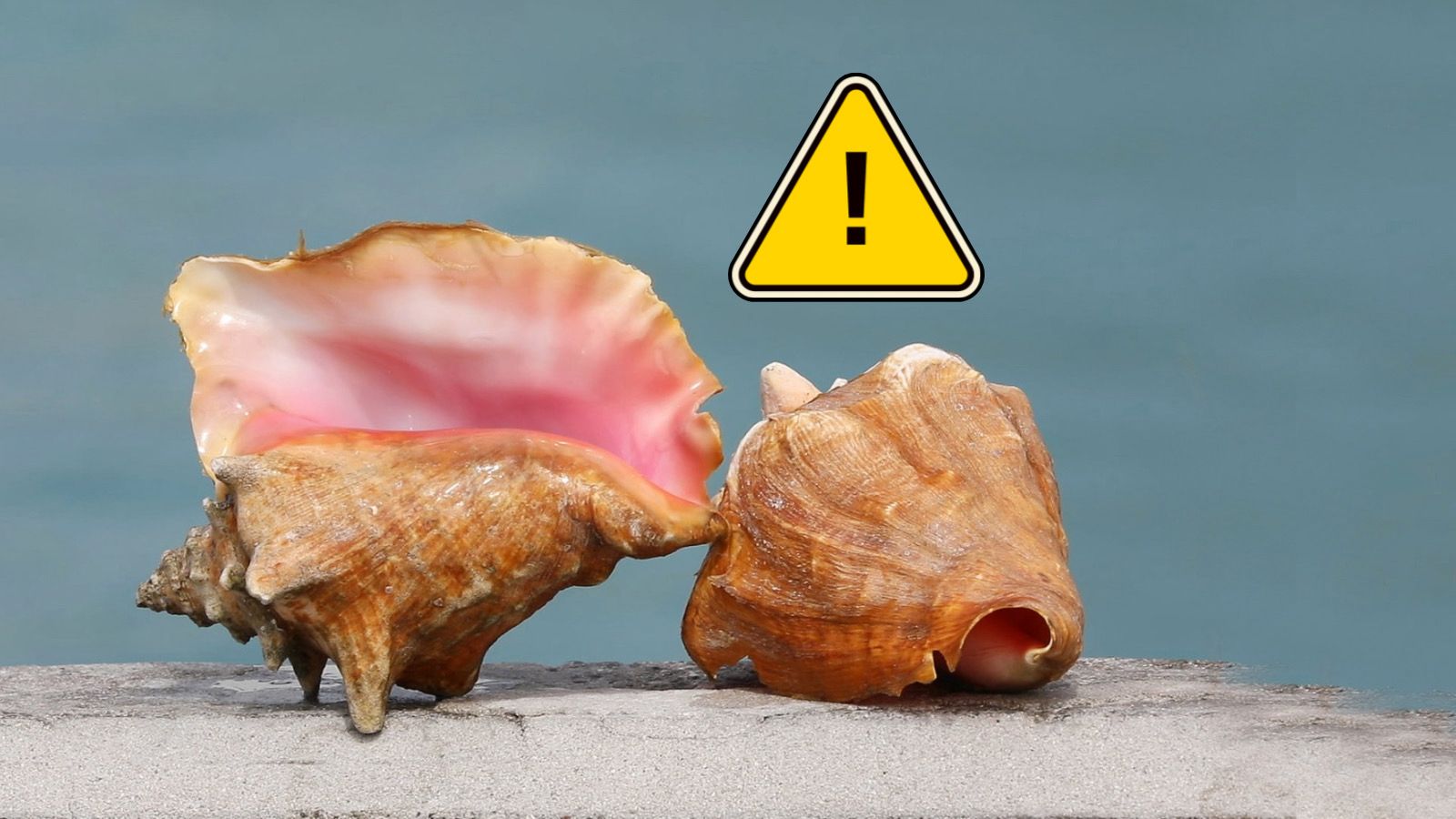 ¿Por qué no debes llevarte las caracolas de la playa a tu casa?