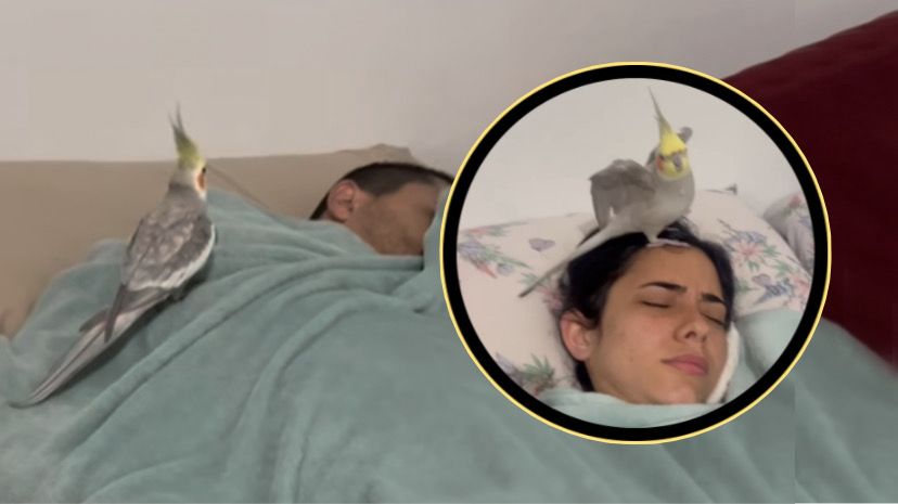 Cacatúa se hace viral por ser la alarma de sus dueños 