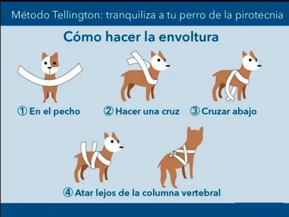 Cómo proteger a tu perrito de la pirotecnia en las Fiestas Patrias 3 Cómo proteger a tu perrito de la pirotecnia en las Fiestas Patrias