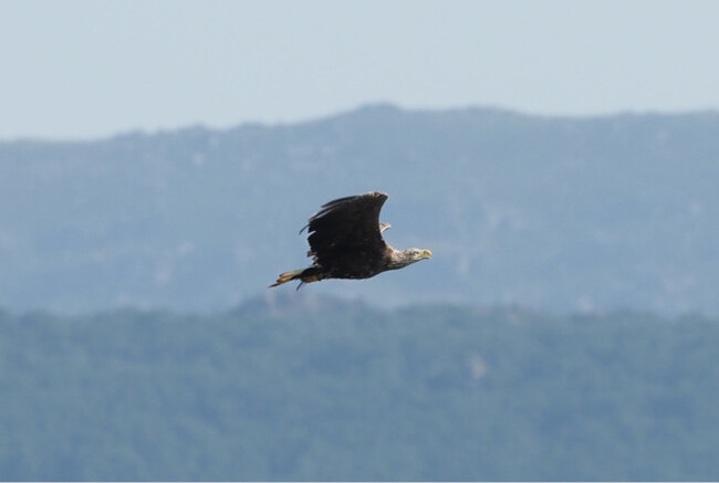 Nace en Castilla y León una cría de águila extinta desde el siglo XIX: Un suceso que divide a los expertos