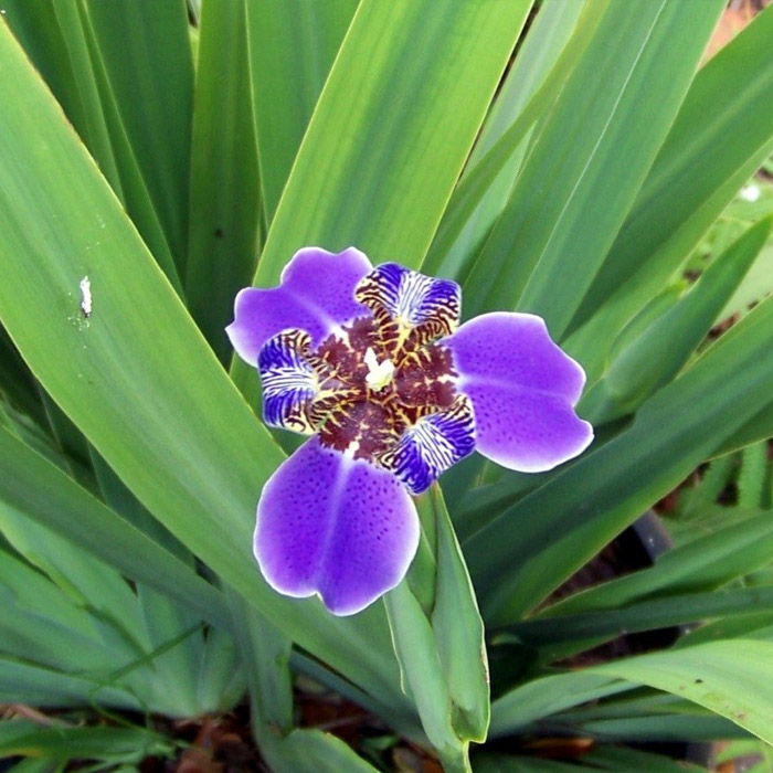 Regina iris