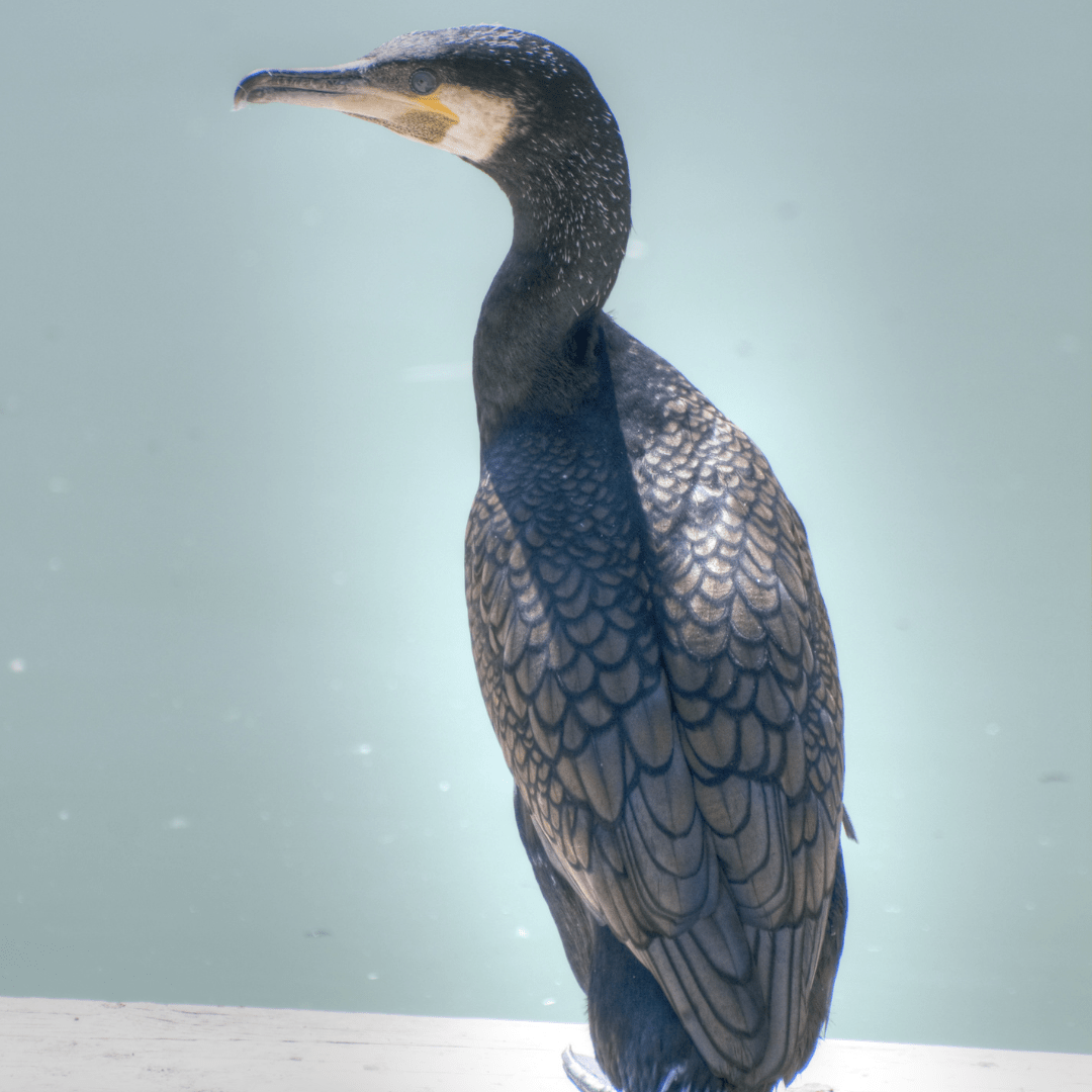 ¿QUE ES UN CORMORAN? Ave en peligro de la Costa Brava