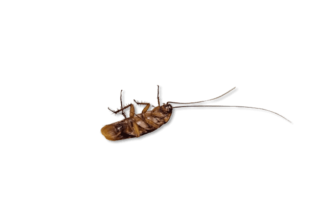Cockroach Extermination Methods