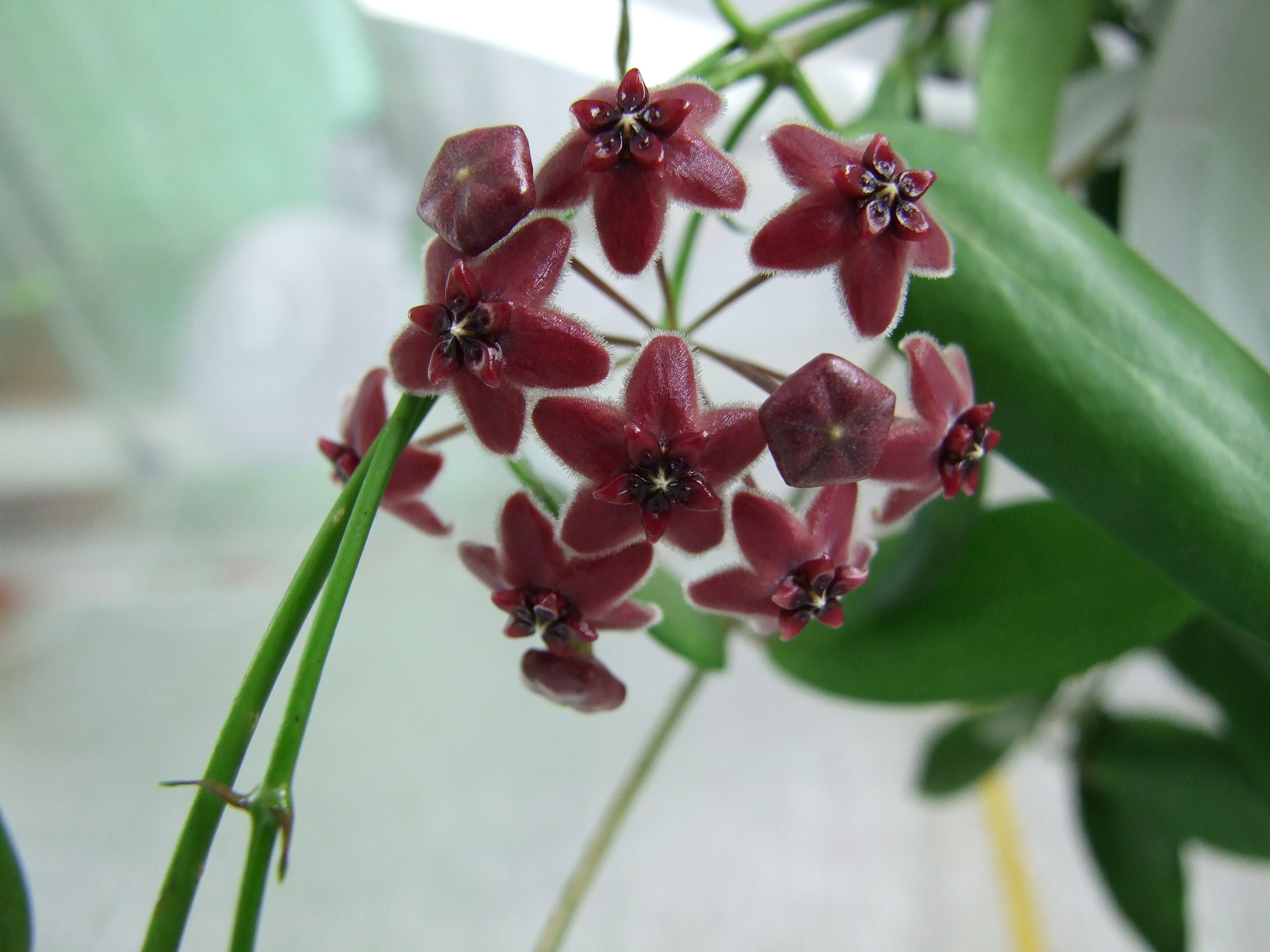 Hoya lamingtoniae | Vermont Hoyas