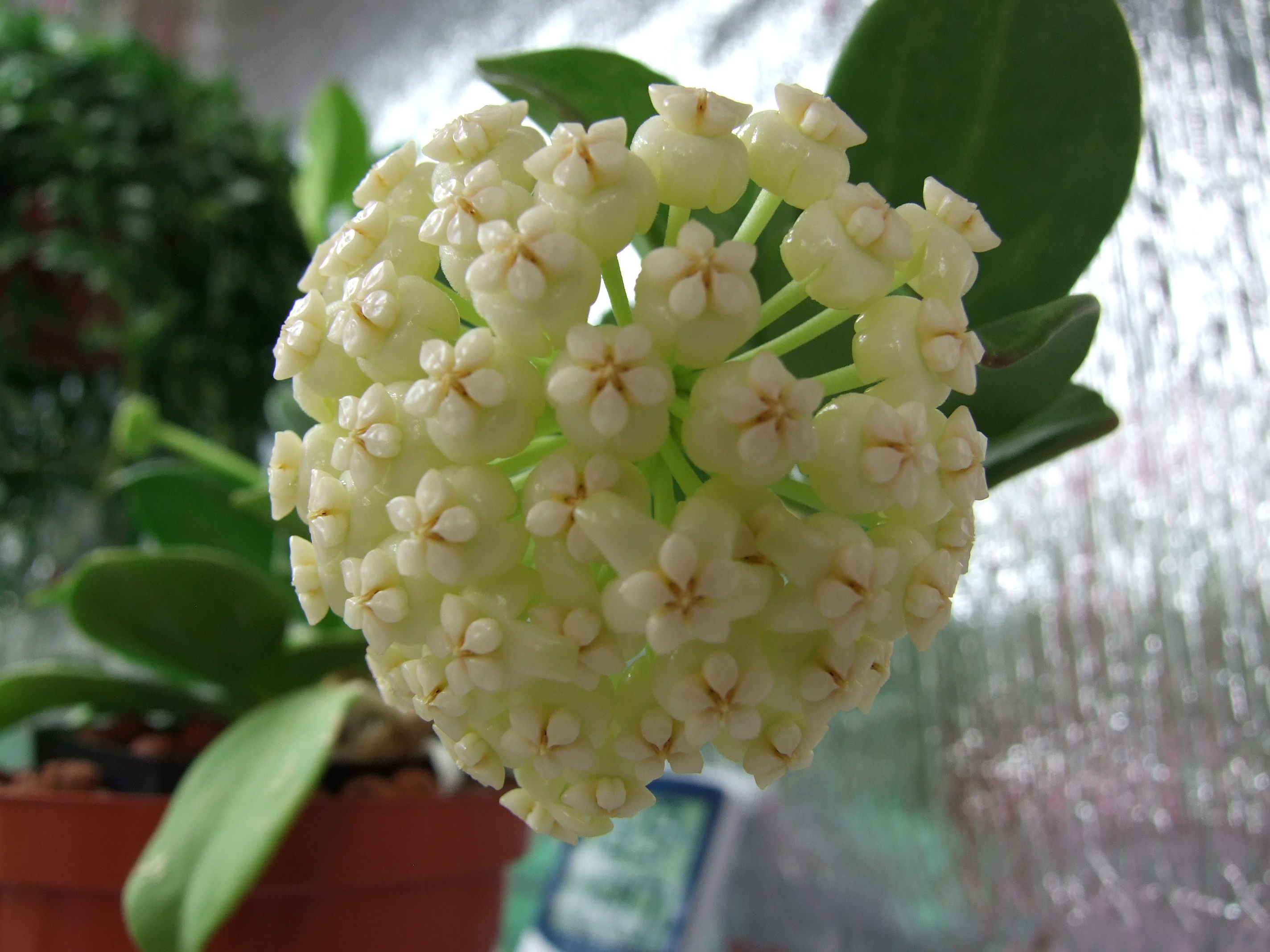 Hoya pachyclada | Vermont Hoyas