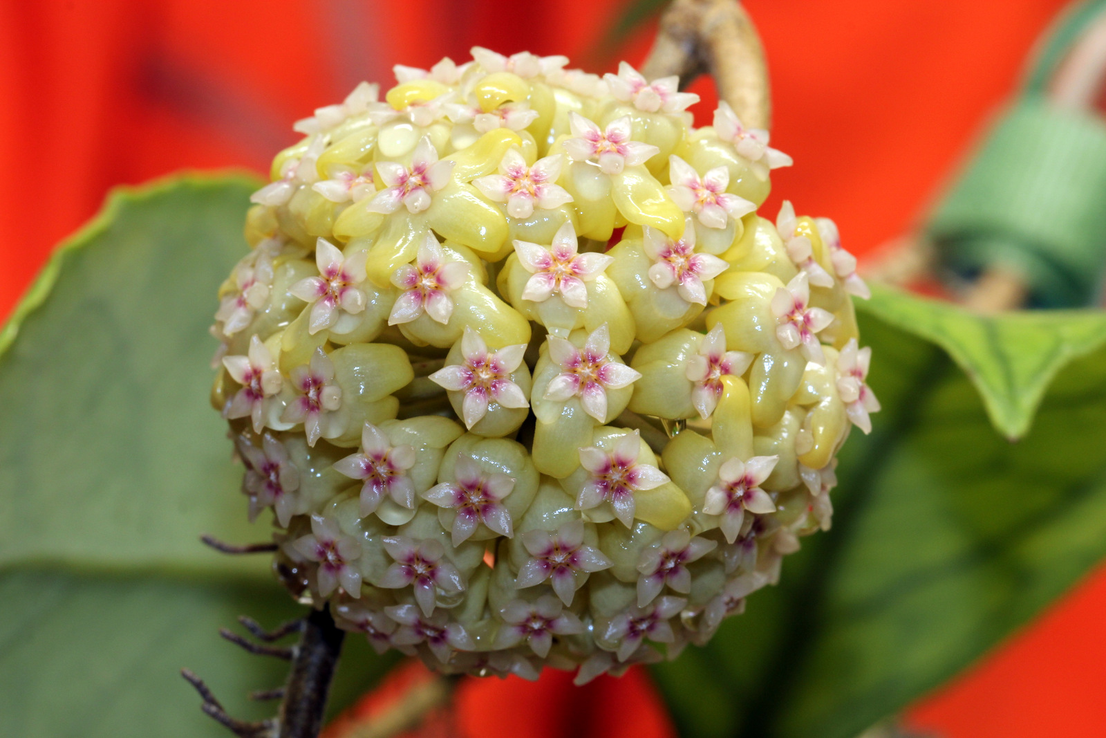 Hoya sp. EPC-964 Water Drop | Vermont Hoyas