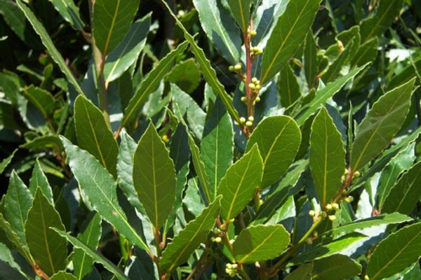 7B9EDE523